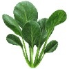 Tatsoi