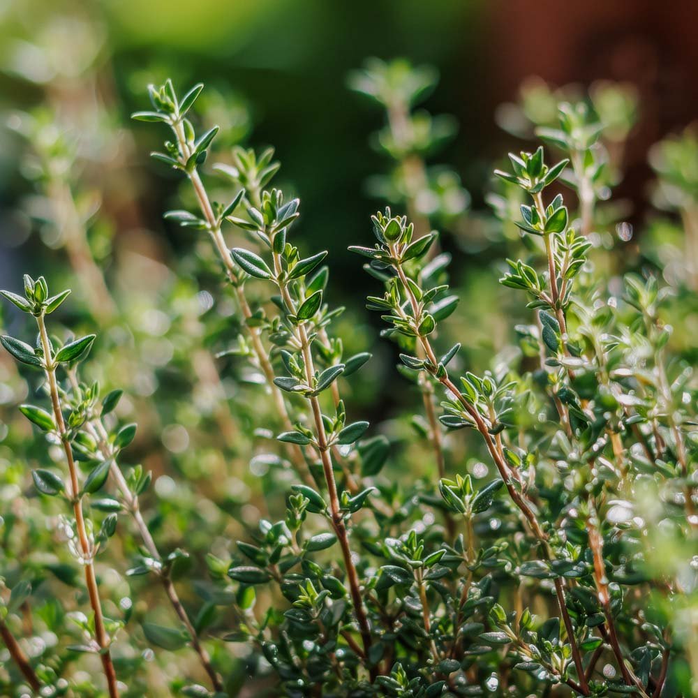 Thymian Samen 'German Winter'