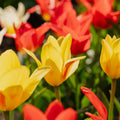 Tulipanblanding 'Greigii Mixed'