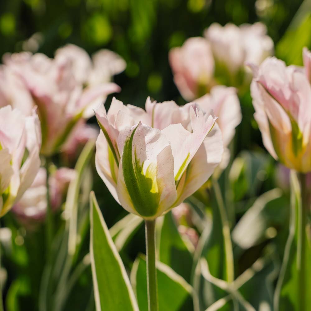 Tulpe 'China Town'