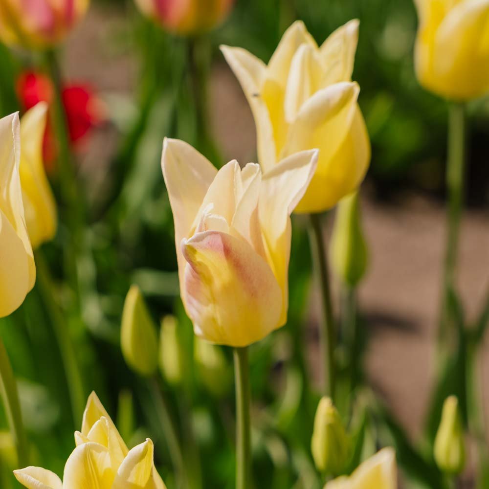 Tulpe 'Elegant Lady'
