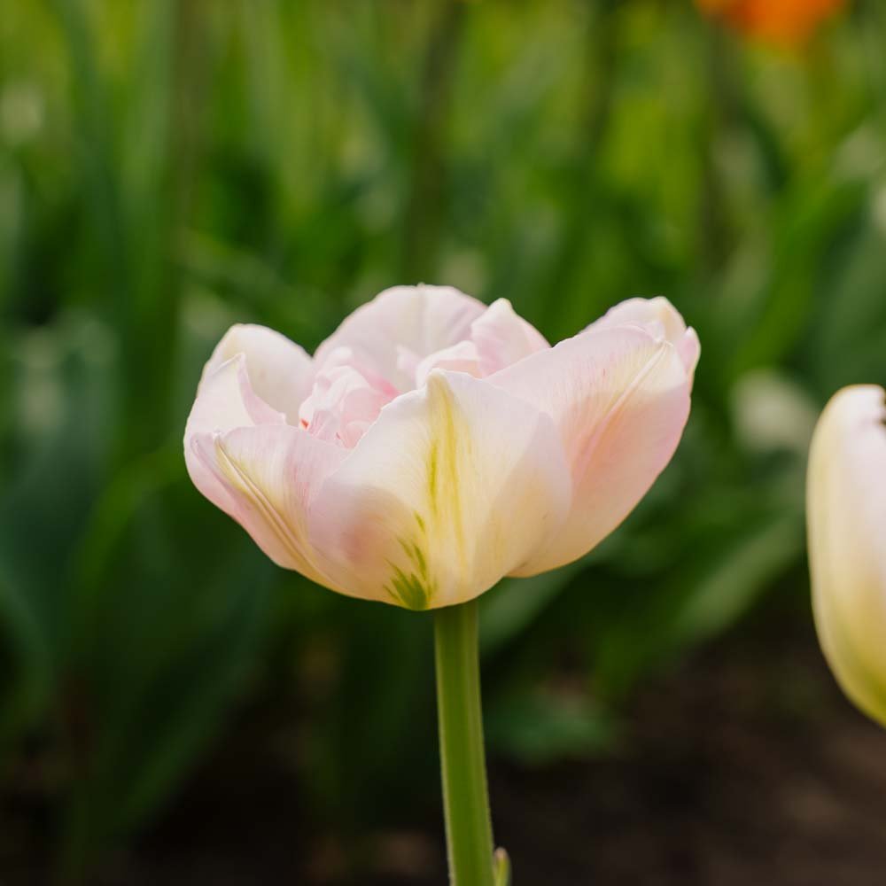 Tulpe 'Finola'
