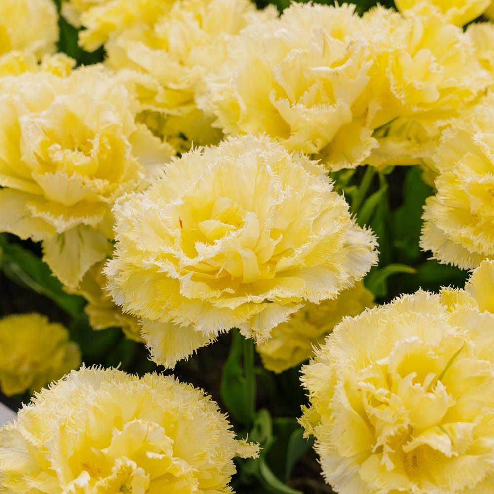 Tulpe 'Lemon Shoot'