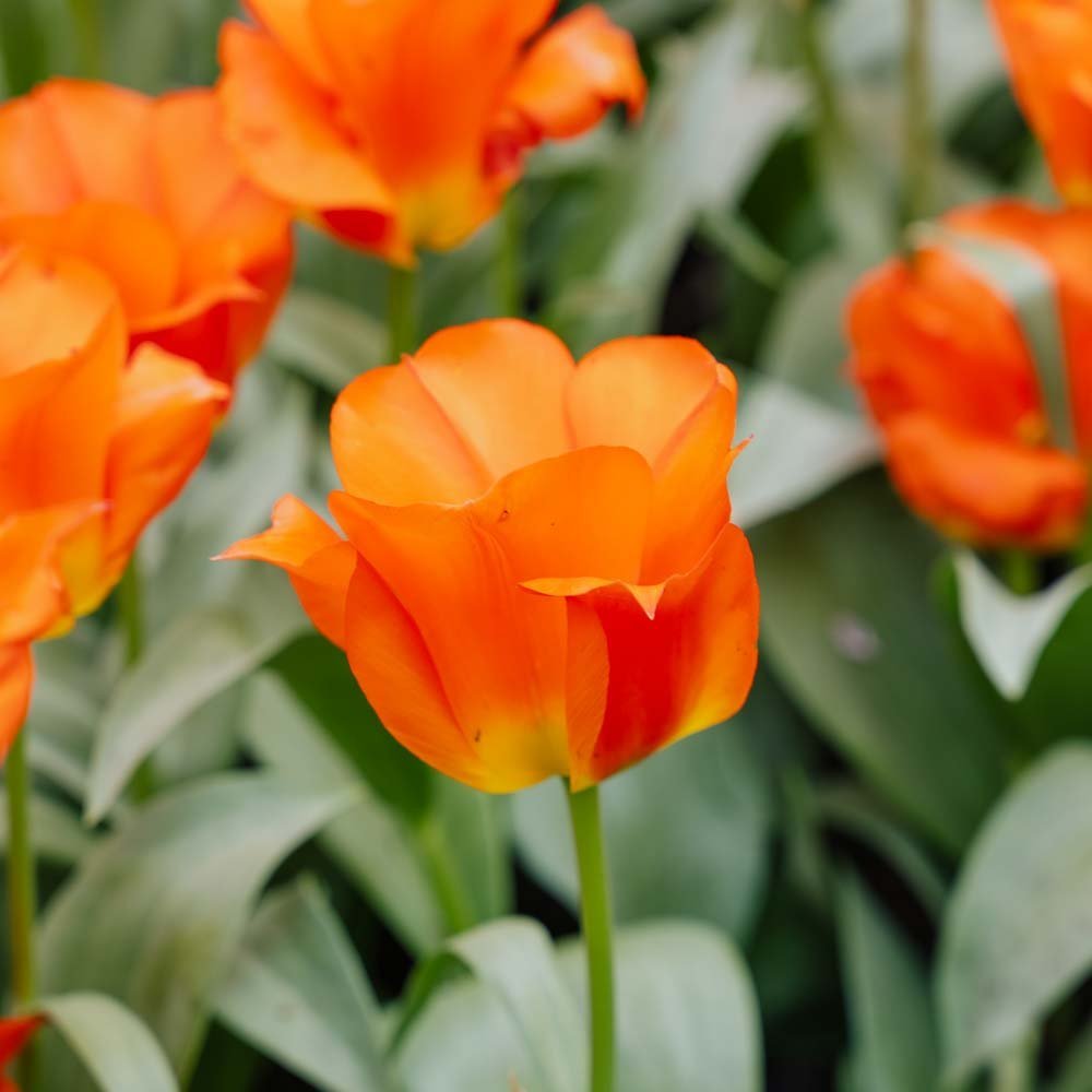 Tulpe 'Mira Mare'