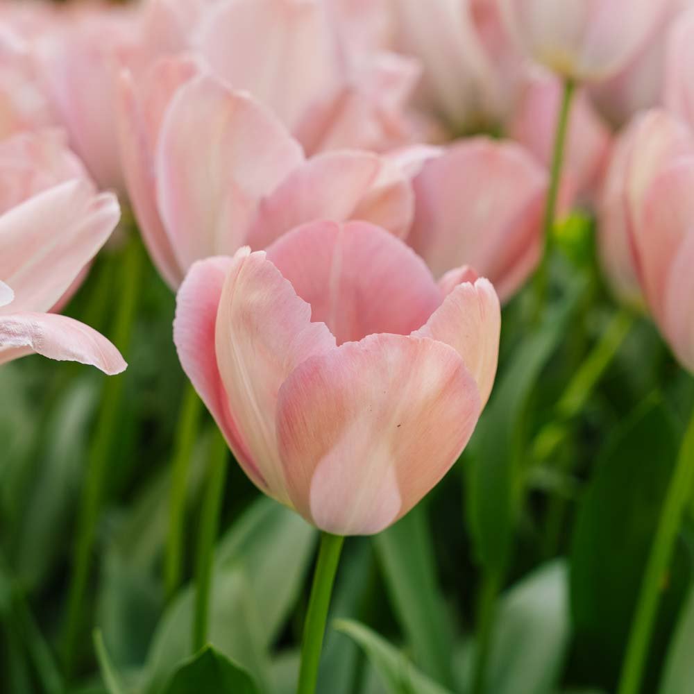Tulpe 'Mystic van Eijk'