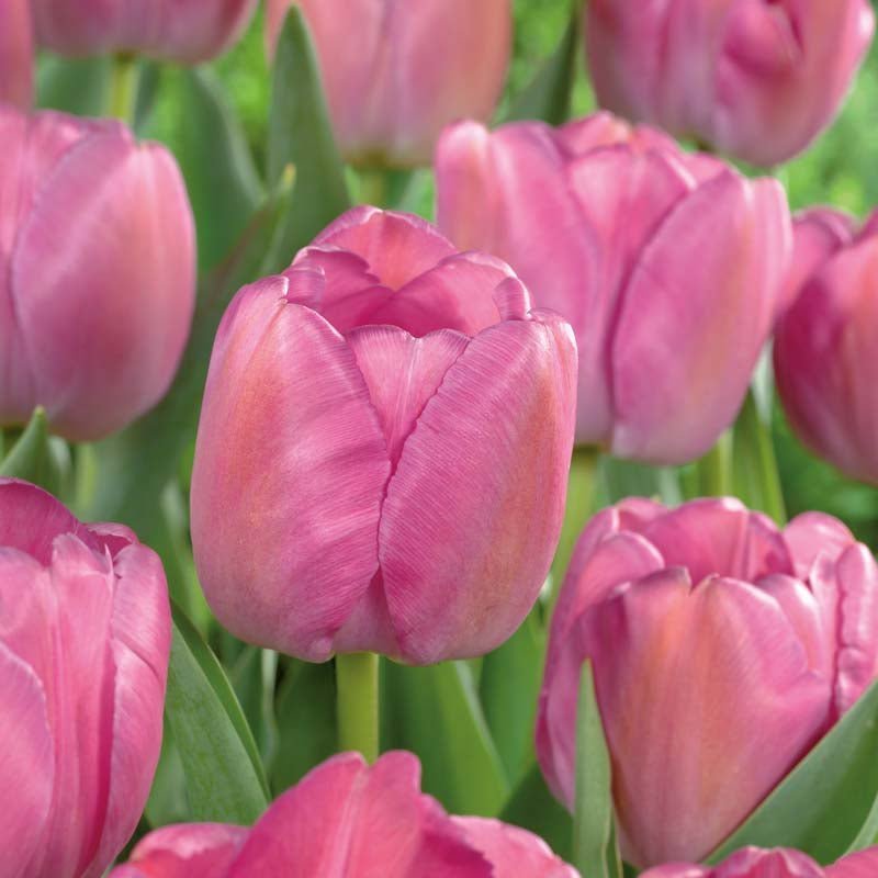 Tulpe 'Purple Pride'