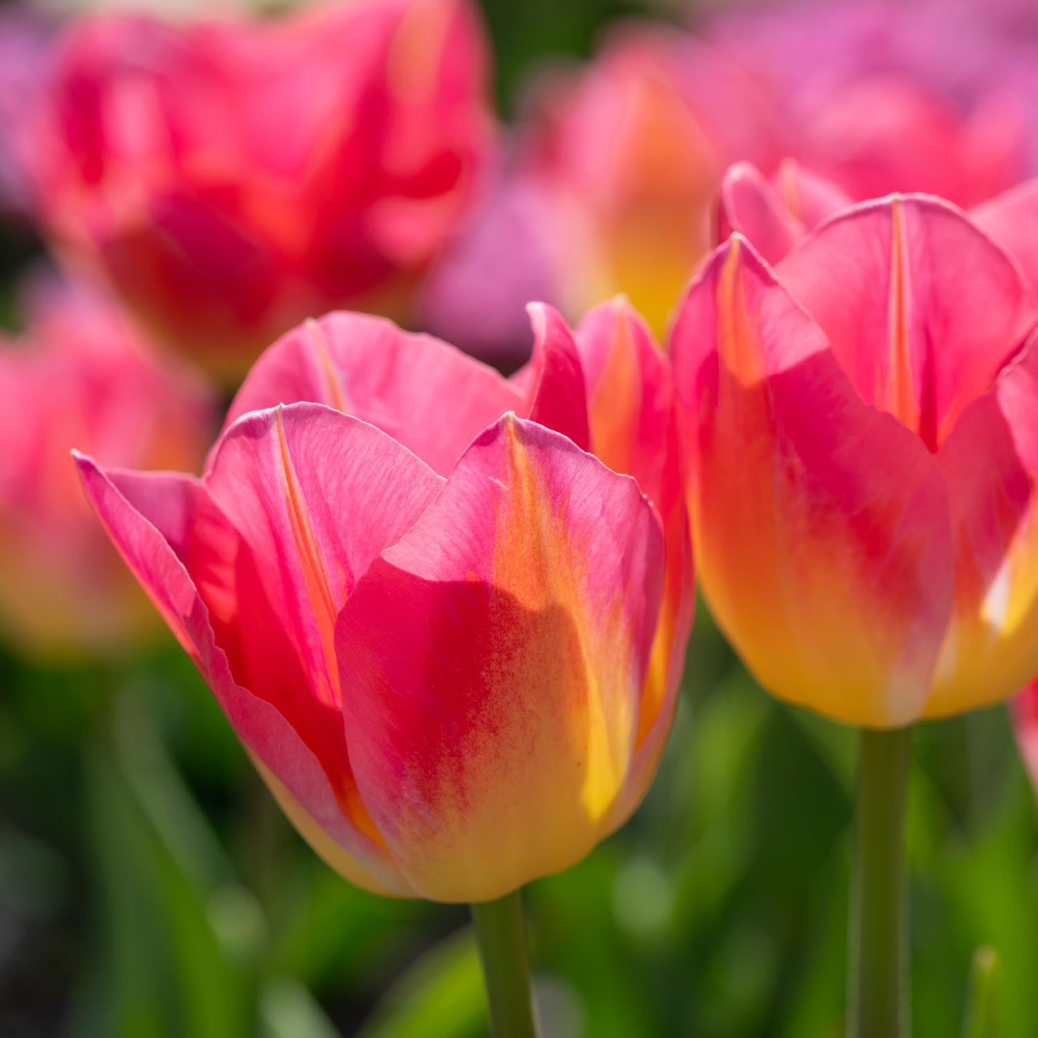 Tulpe 'Tom Pouce' | Große Auswahl an Tulpen