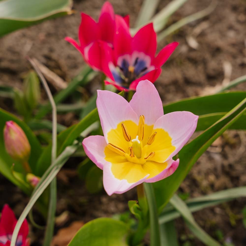 Tulpeblanding 'Botanical Mixed'