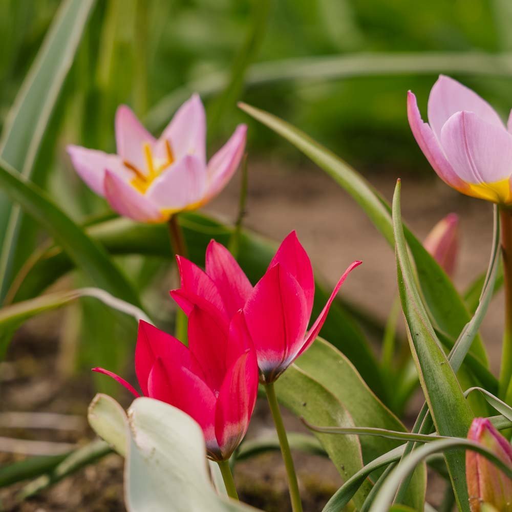 Tulpeblanding 'Botanical Mixed'