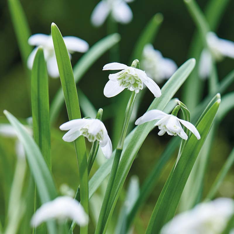 Vintergæk 'Flore Pleno'