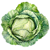 Weißkohl
