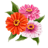 Blumensamen