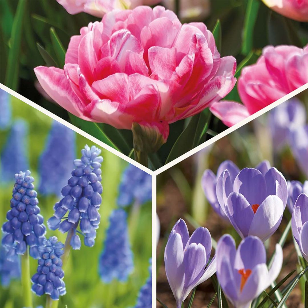 Zwiebel Lasagne 'Blush & Breeze'