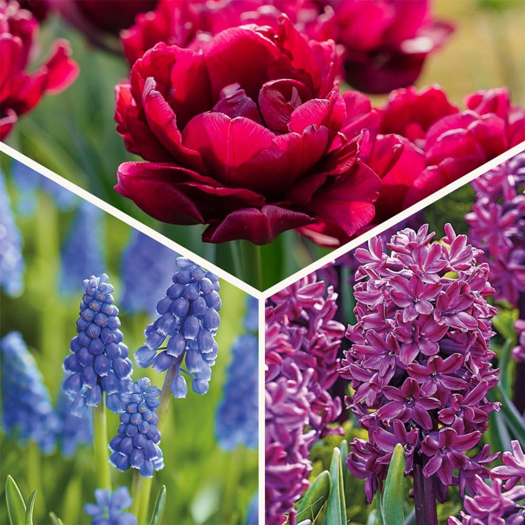 Zwiebel Lasagne 'Cotton Candy Mix'