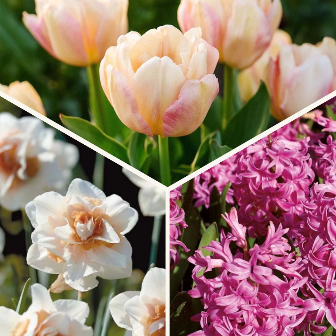 Zwiebel Lasagne 'Golden hour'