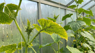 Blattläuse an gurken - Blomea.de