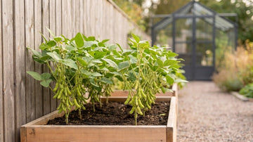 Edamame anbauen - Blomea.de