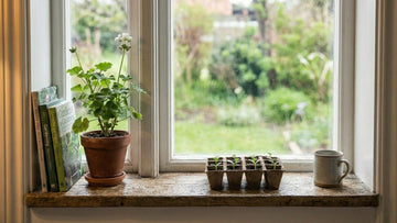 Gurken vorziehen - Blomea.de