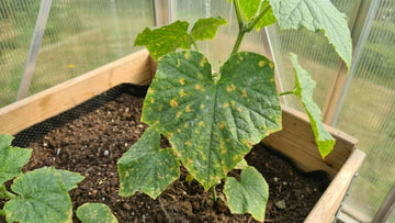 Gurkenkrankheiten - Blomea.de