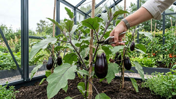 Aubergine ernten