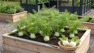 Fenchel ernten