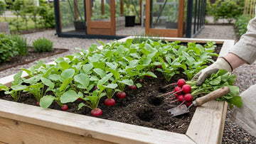 Radieschen ernten