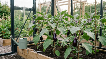 Aubergine pflanzen