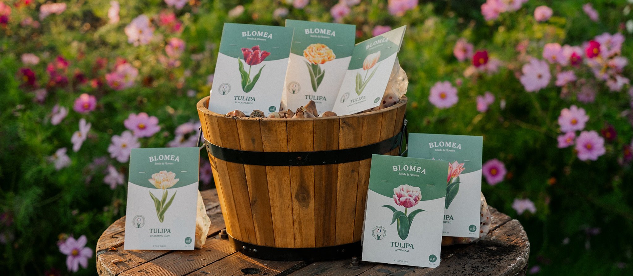 Leitfaden und nützliche Tipps zum Pflanzen von Tulpenzwiebeln - Blomea.de