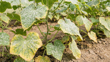 Mehltau gurken - Blomea.de