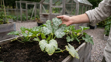 Mehltau zucchini - Blomea.de