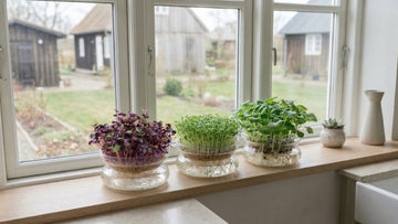 Microgreens anbauen - Blomea.de