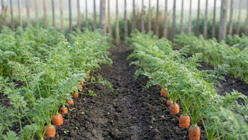 Möhren pflanzen abstand - Blomea.de