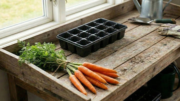 Möhren vorziehen - Blomea.de