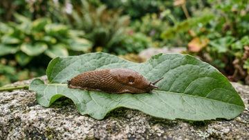 Pflanzen die schnecken nicht mögen - Blomea.de