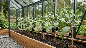 Aubergine pflanzabstand