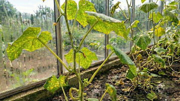 Spinnmilben gurken - Blomea.de
