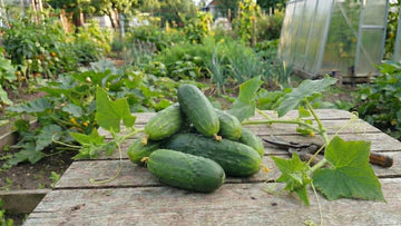 Warum werden gurken bitter - Blomea.de