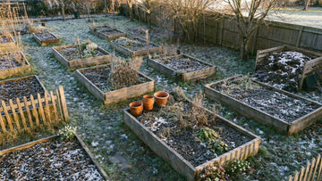 Was kann man im februar pflanzen - Blomea.de