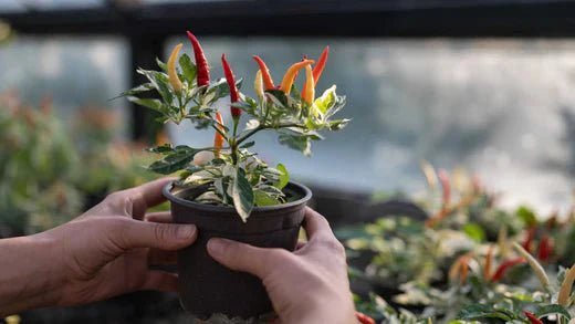Was kann man im Gewächshaus anbauen? - Blomea.de