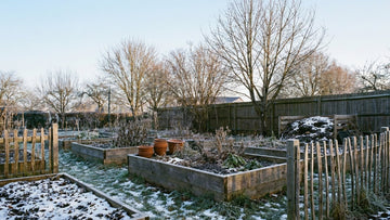 Was kann man im januar pflanzen - Blomea.de