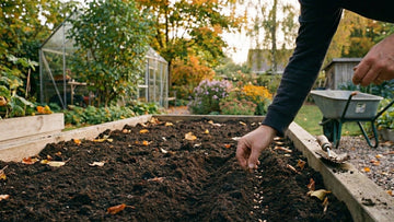 Was kann man im september pflanzen - Blomea.de