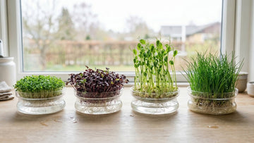 Was sind microgreens - Blomea.de