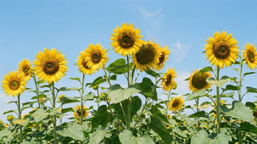 Wie hoch werden sonnenblumen - Blomea.de