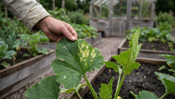 Zucchini krankheiten - Blomea.de