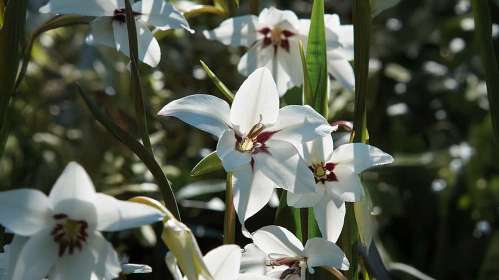 Abessinische Gladiole - Blomea.de