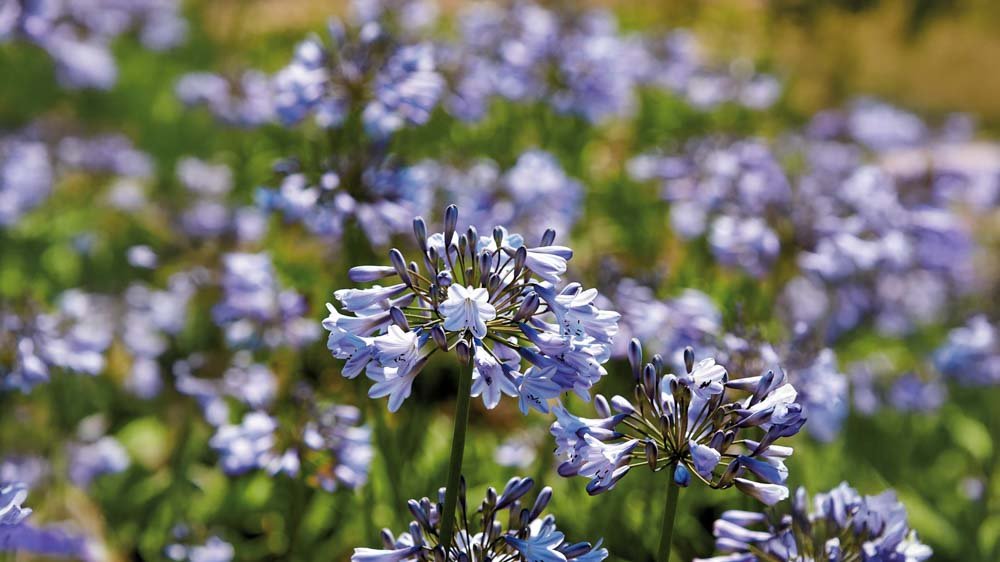 Afrikanische Schmucklilien - Blomea.de
