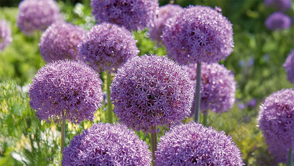 Allium giganteum - BLOMEA.de
