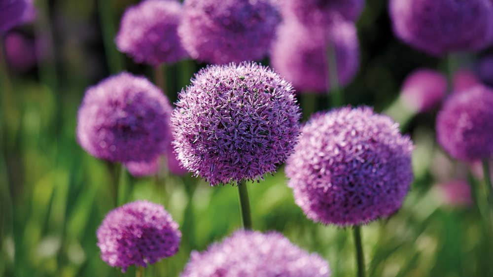 Allium millenium - BLOMEA.de