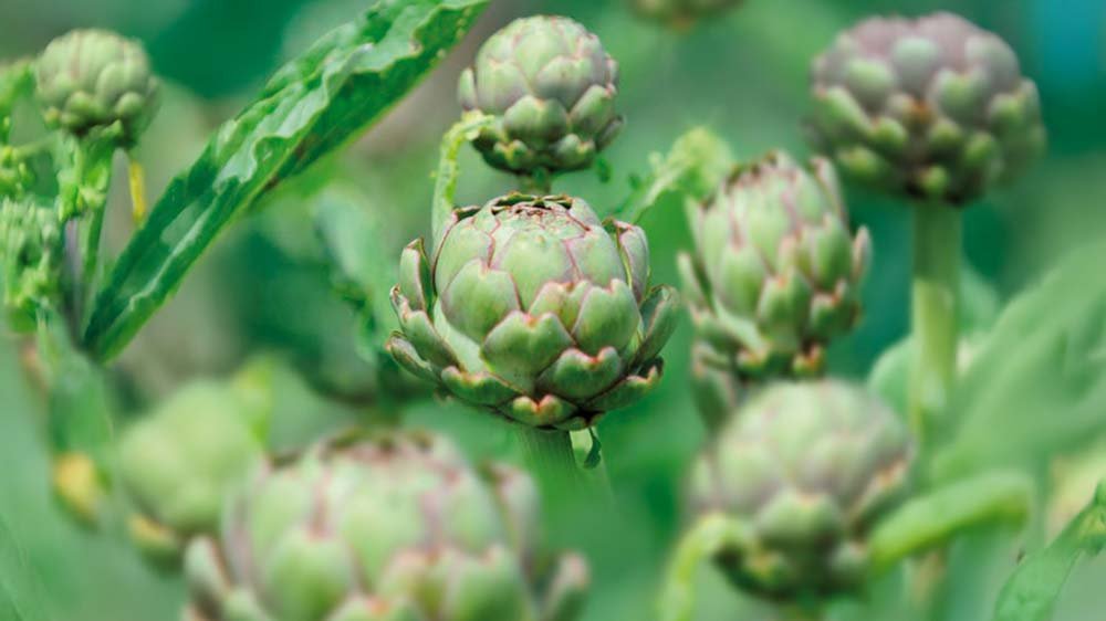 Artischocken - Blomea.de