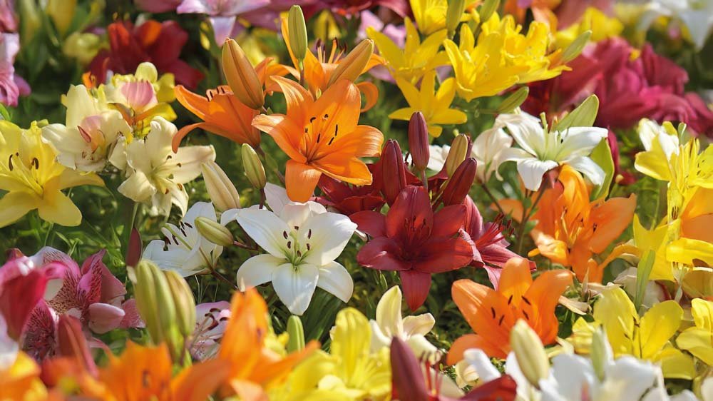 Asiatische Lilien - Blomea.de